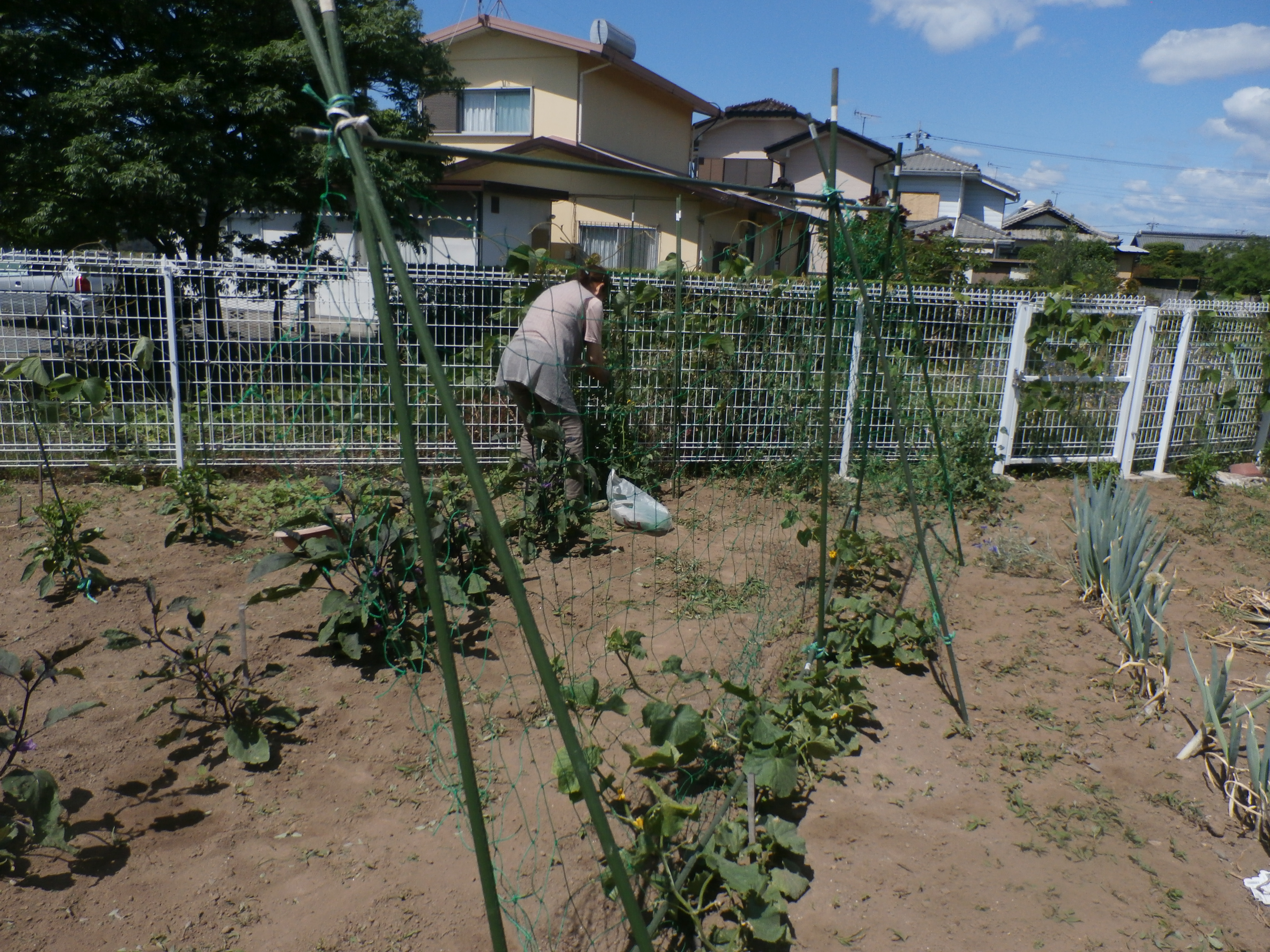 芝さくら農園