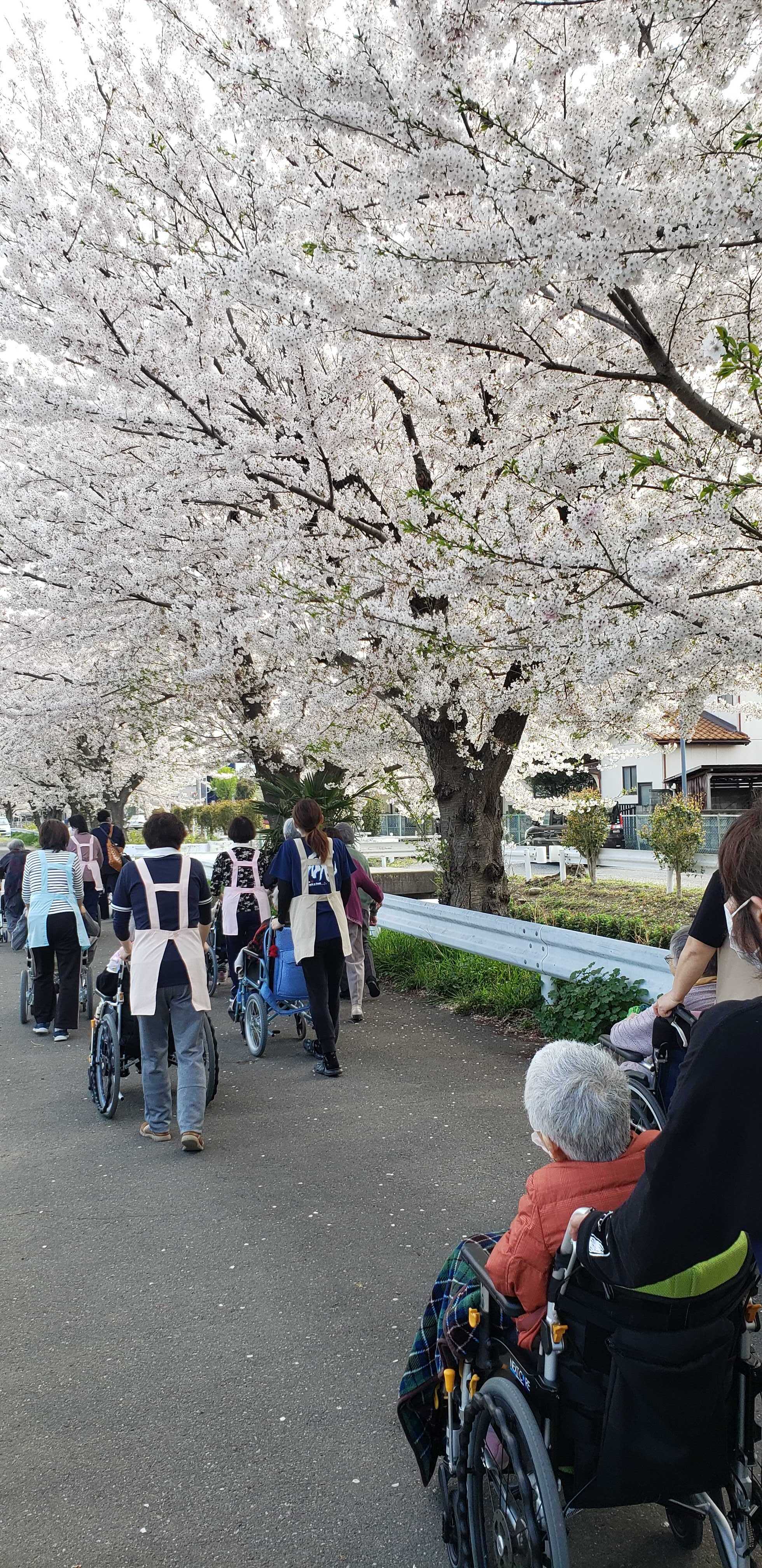 お花見